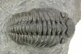 Phacopid (Adrisiops) Trilobite - Jbel Oudriss, Morocco #254771-1